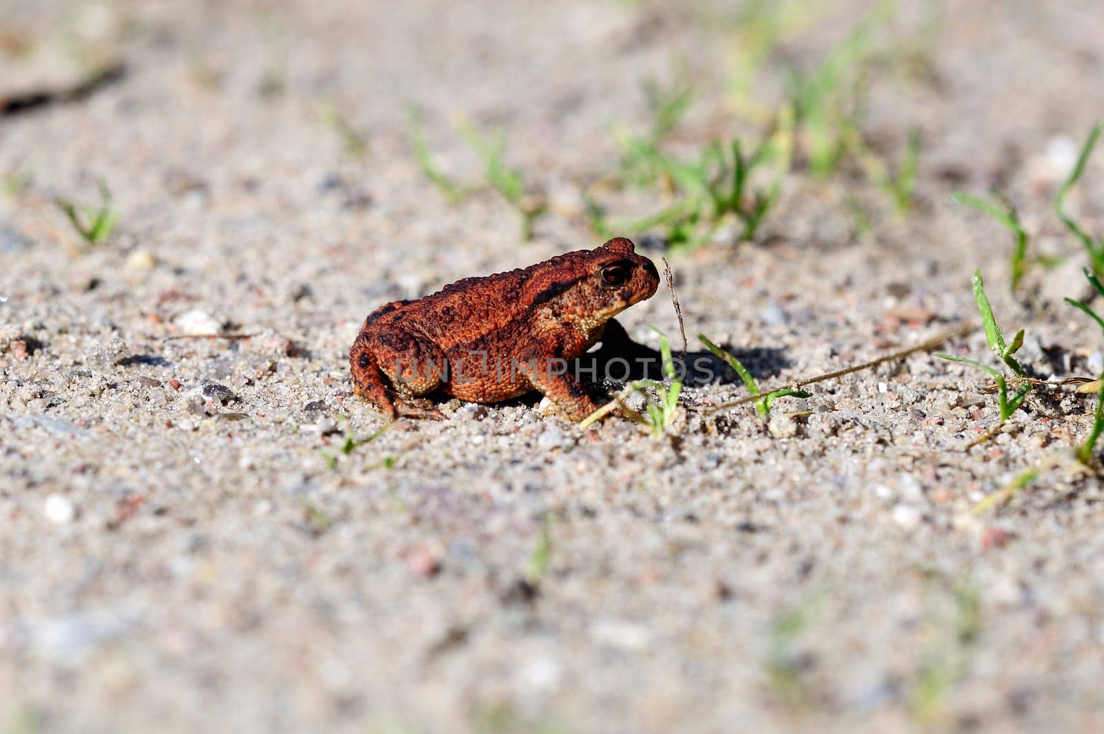 Common toad - Bufo sitting on sandy ground