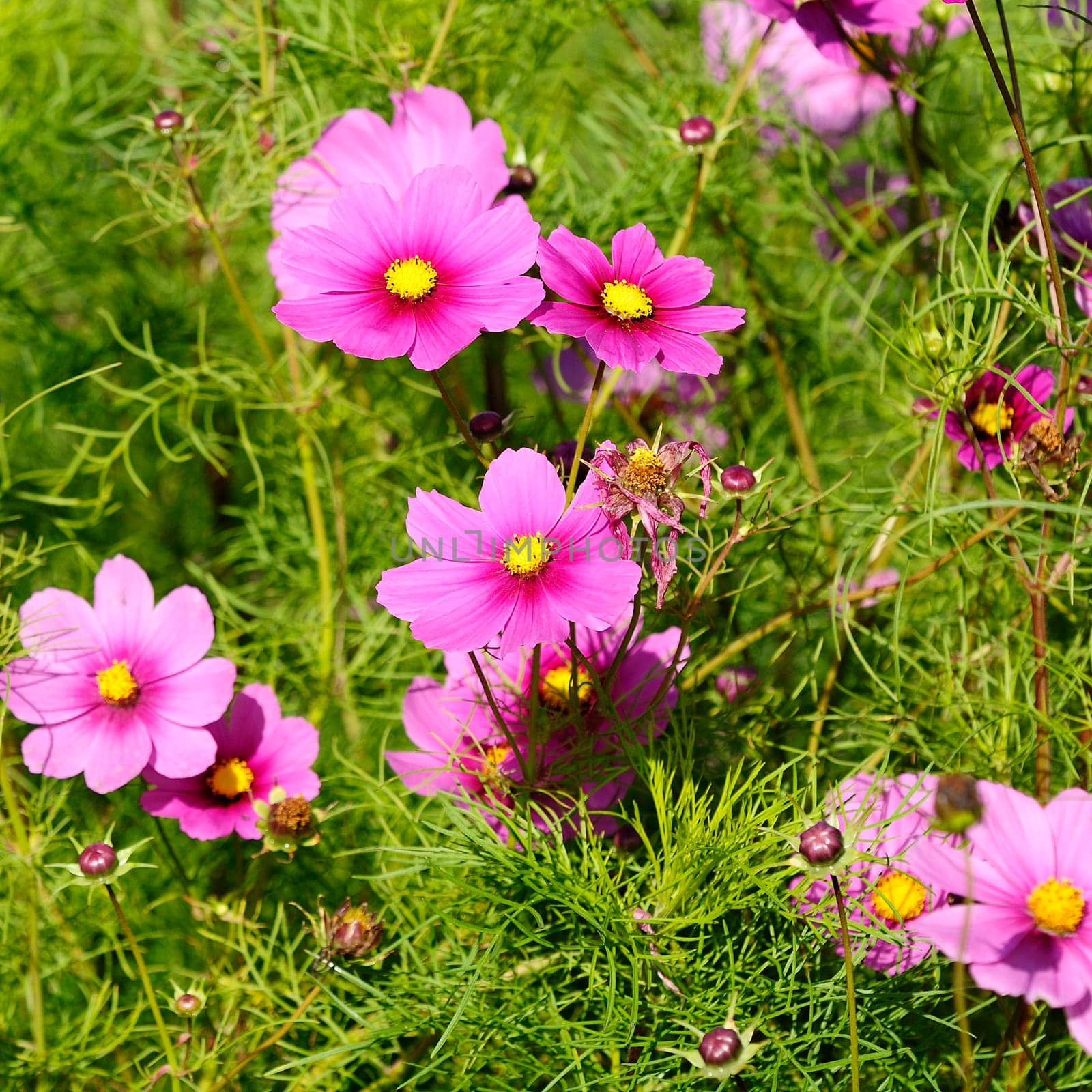 Jewellery basket - Cosmos bipinnatus in bloom