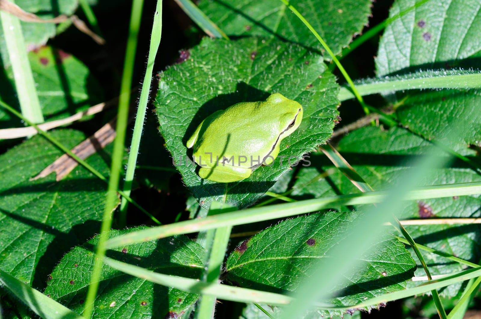 European Tree Frog - Hyla arborea sunbathing
