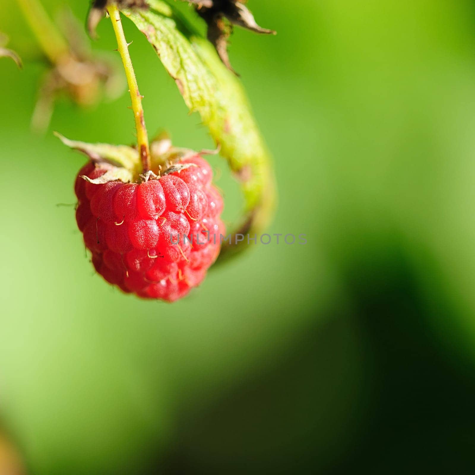 raspberry