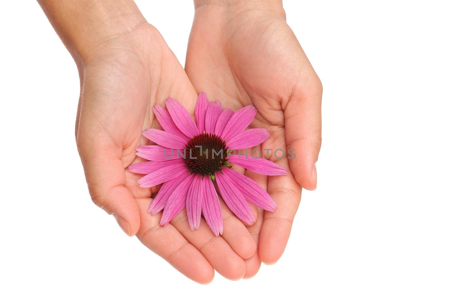 Hands of young woman holding Echinacea flower