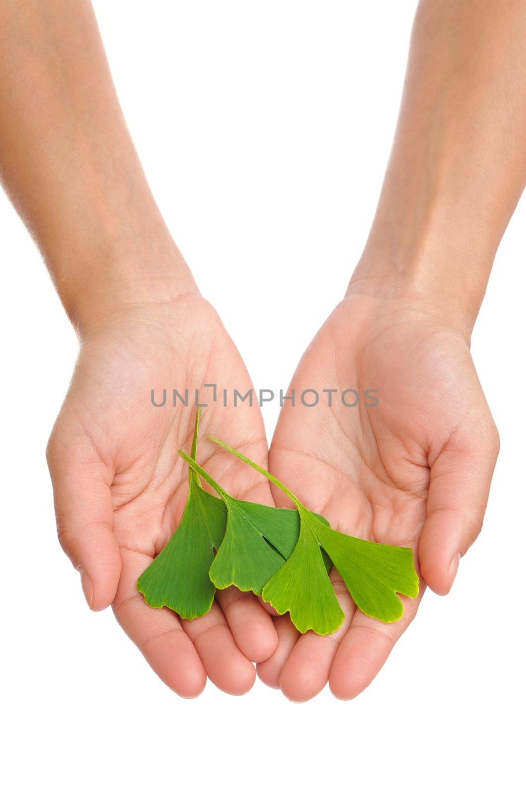 Hands of young woman holding ginkgo leaf - isolated