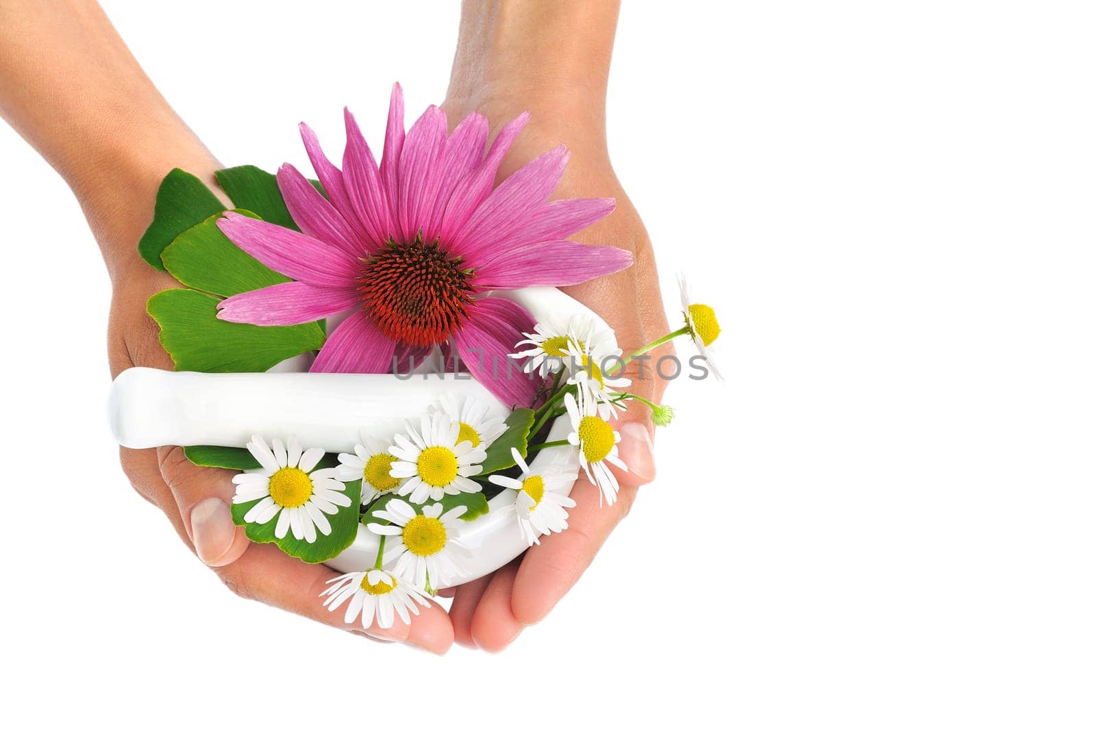 Young woman holding mortar with herbs - Echinacea, ginkgo, chamomile