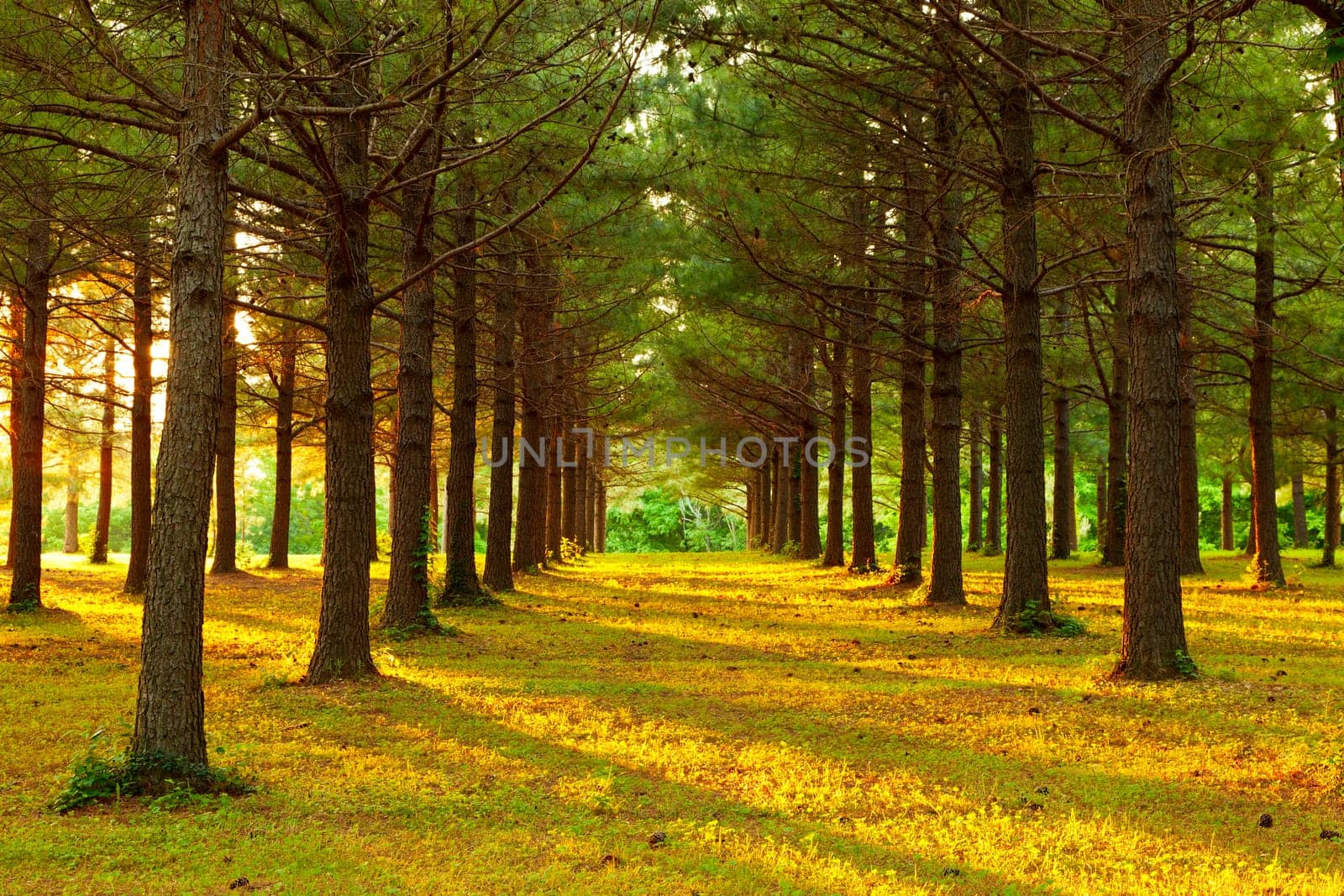 Rows of pine trees casting shadows at sunset
