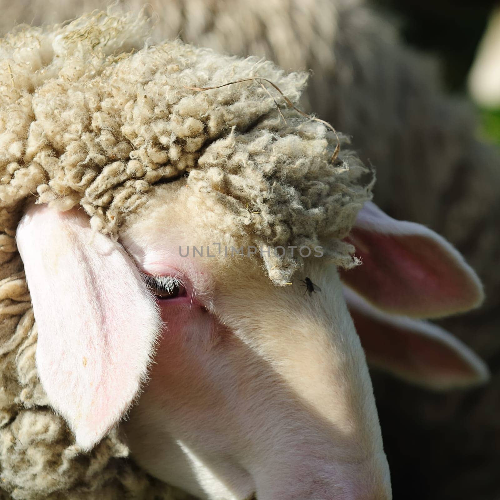 sheep