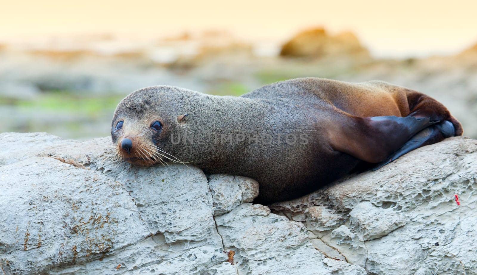 A Hooker&#039 s Seal Lion resting on a rock on the New Zealand coast.
