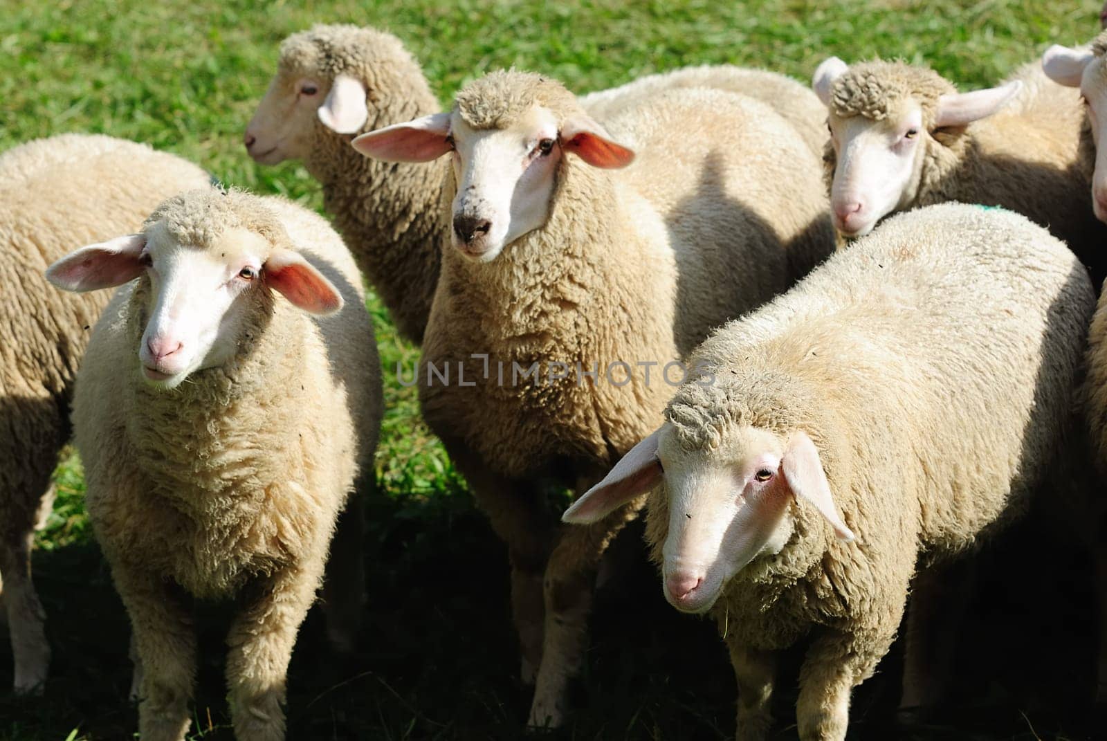 sheep