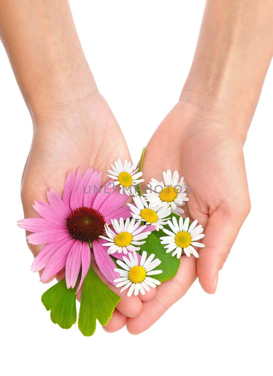Hands of young woman holding herbs - Echinacea, ginkgo, chamomile