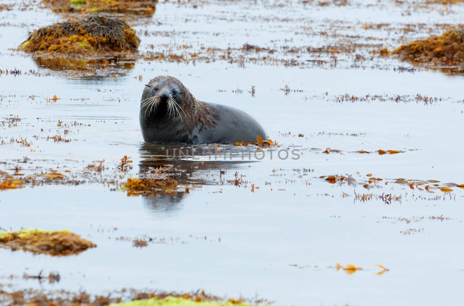 A Hooker&#039 s Seal Lion swimming in low tide by the New Zealand coast.