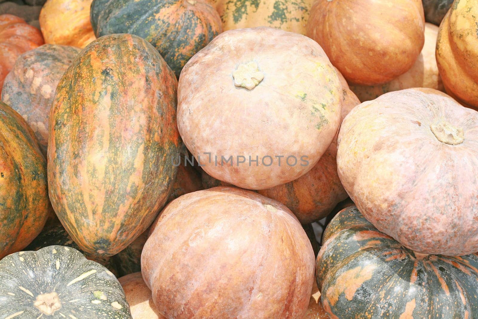 Background of pumkins