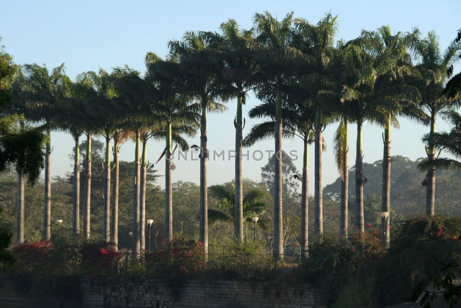 Row of lofty trees with slim trunks and green crests