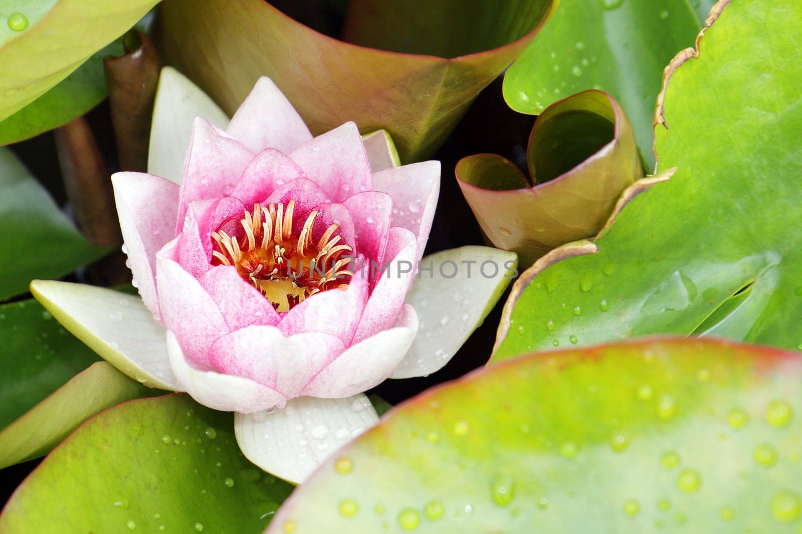 pink lotus blooming in the tropical garden