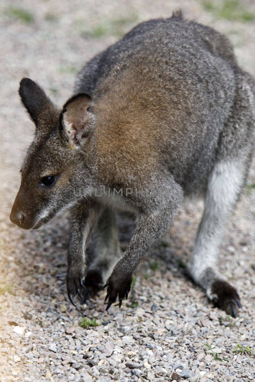 Bennett's kangaroo