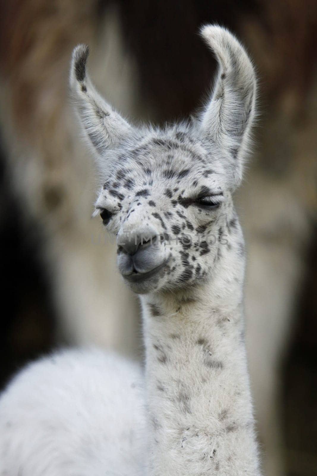 Young llama