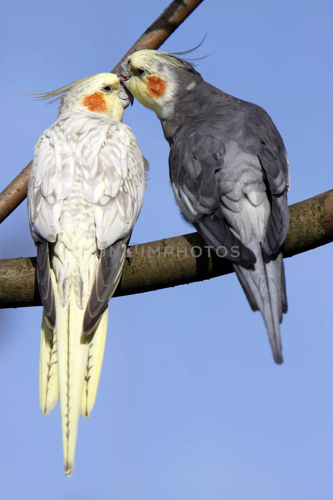Cuddling cockatiels
