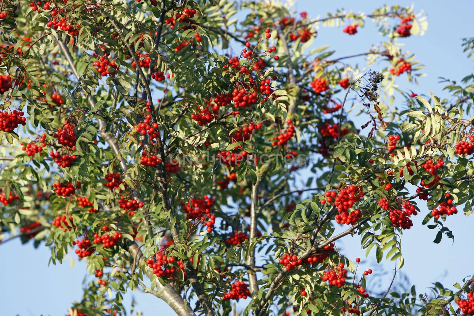 Rowan berries (mountain ash)