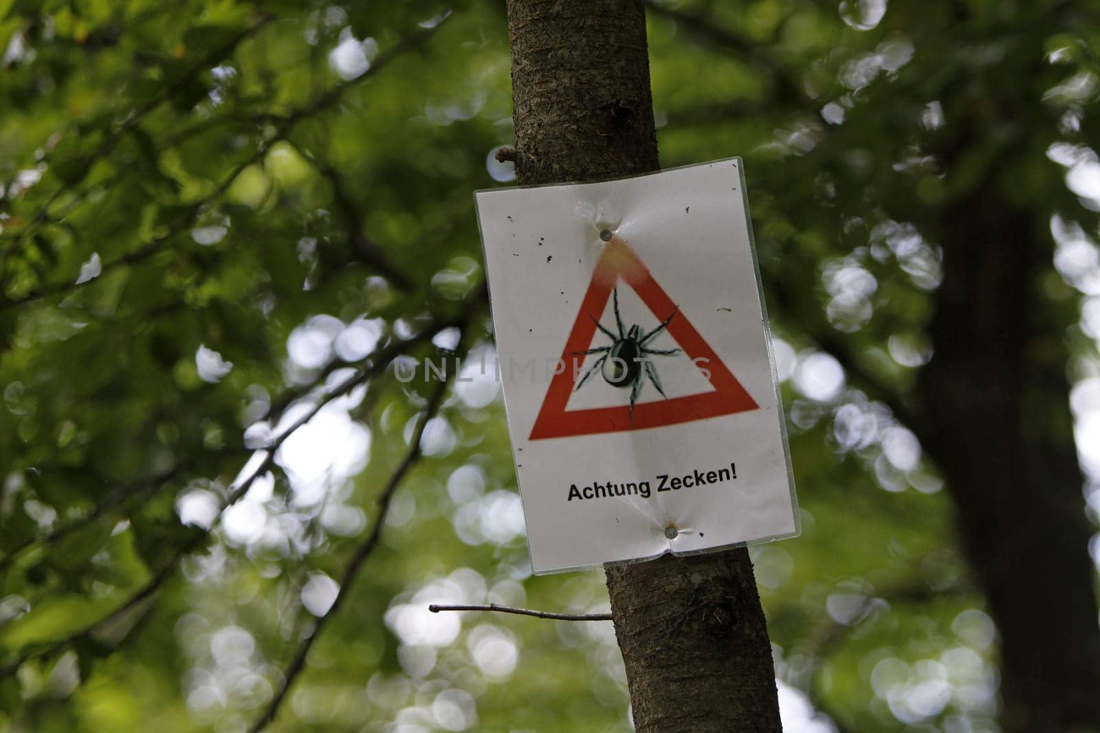 Attention ticks