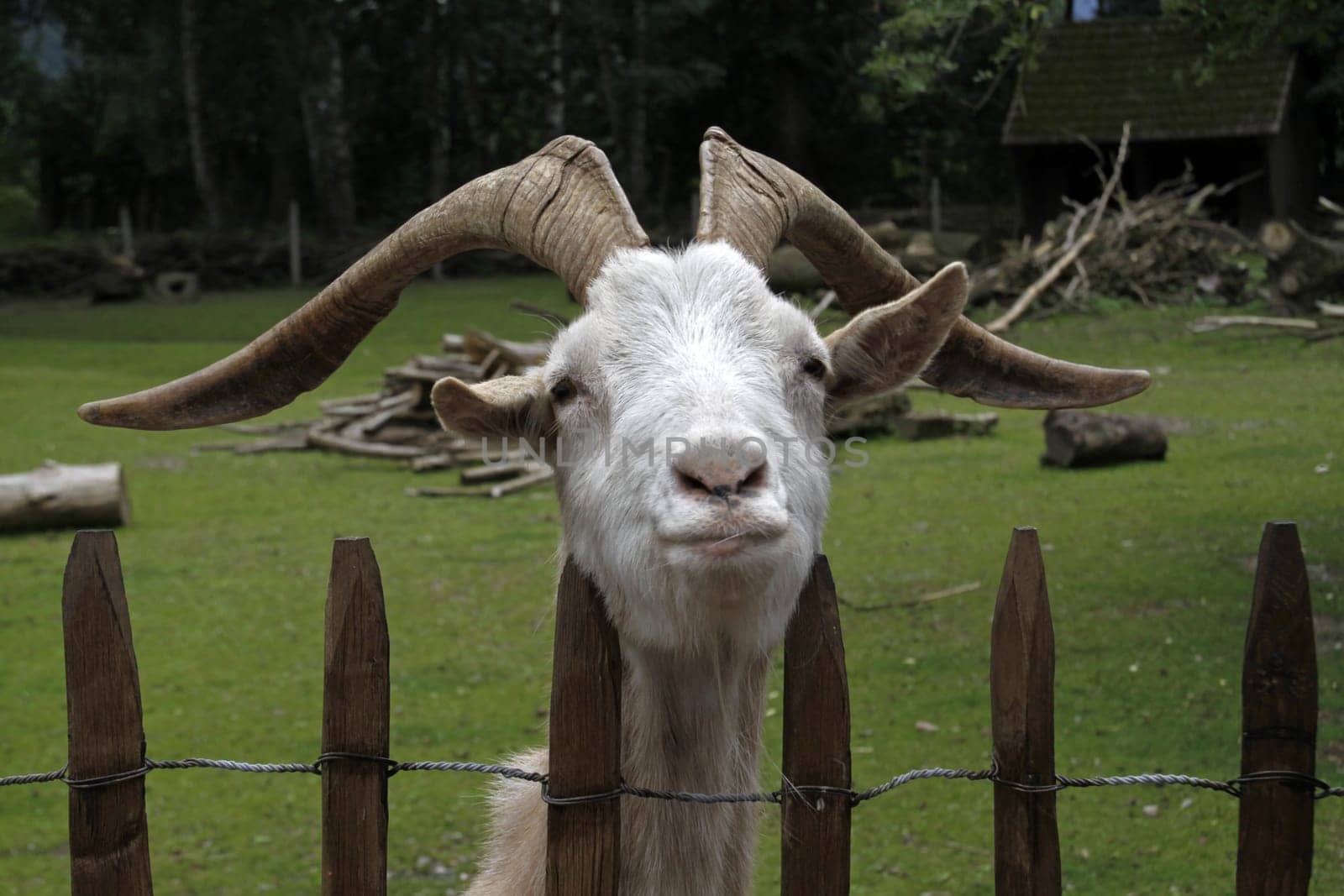 Goat peeking over a fence