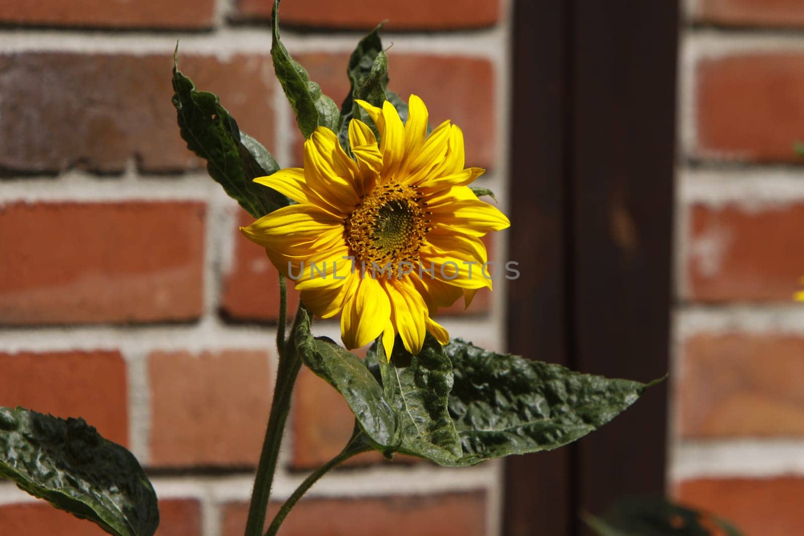 Sunflower in front of a half-timbered wall
