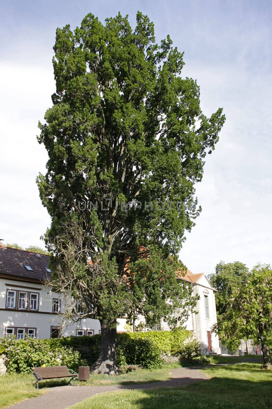 Columnar oak in Bad Langensalza