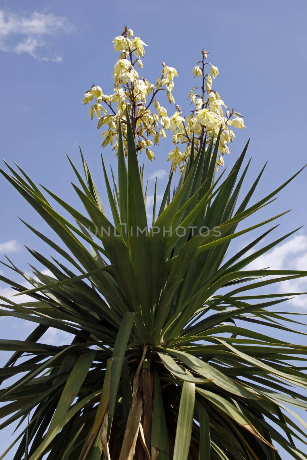 Yucca recurvifolia