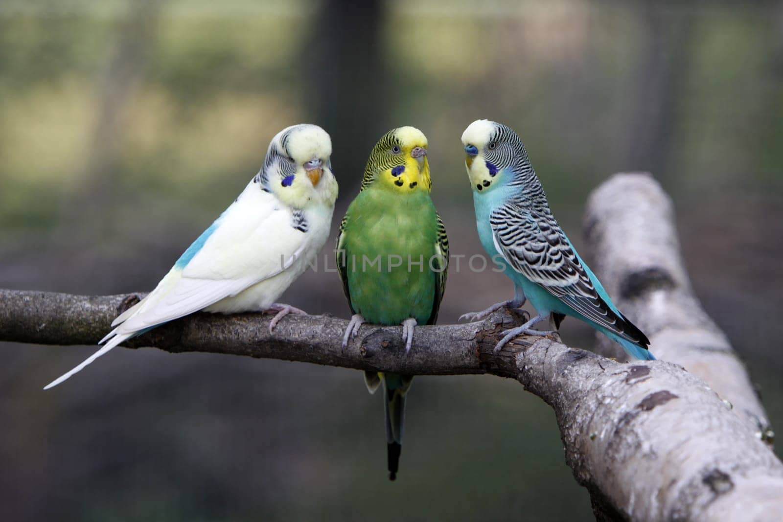 Three budgies on a branch
