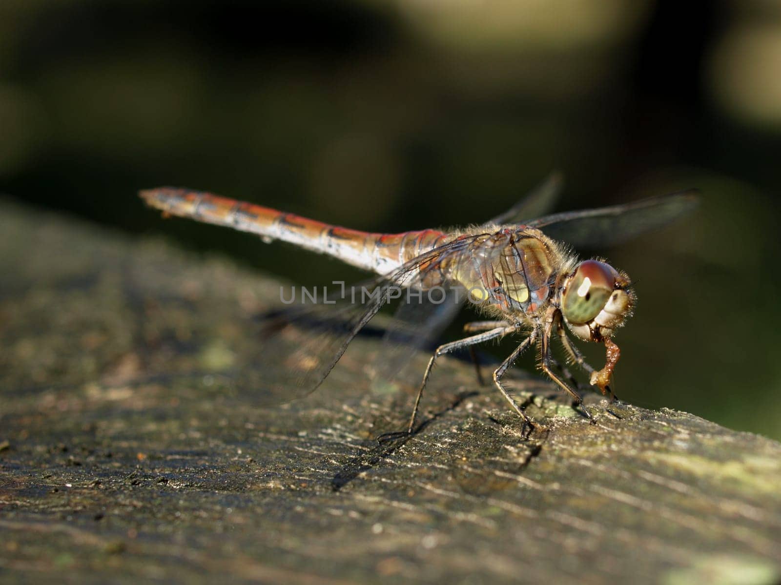 Spotted Heather Dragonfly