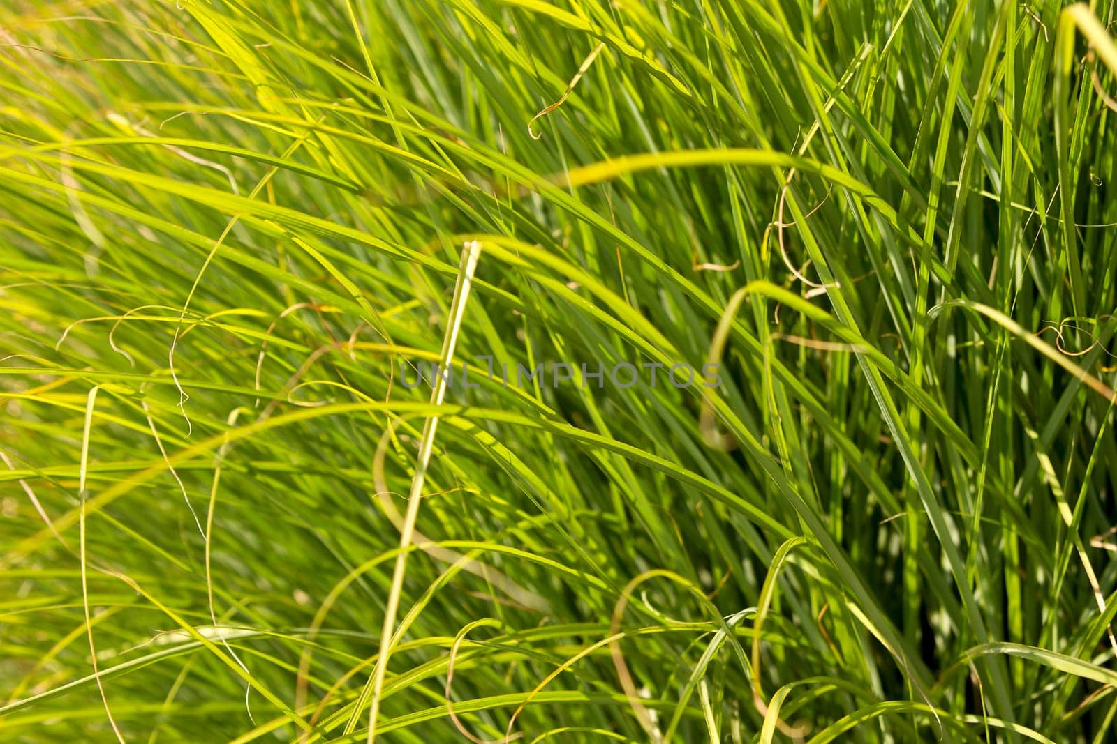 Prairi Dropseed Ornamental Grass Closeup Background