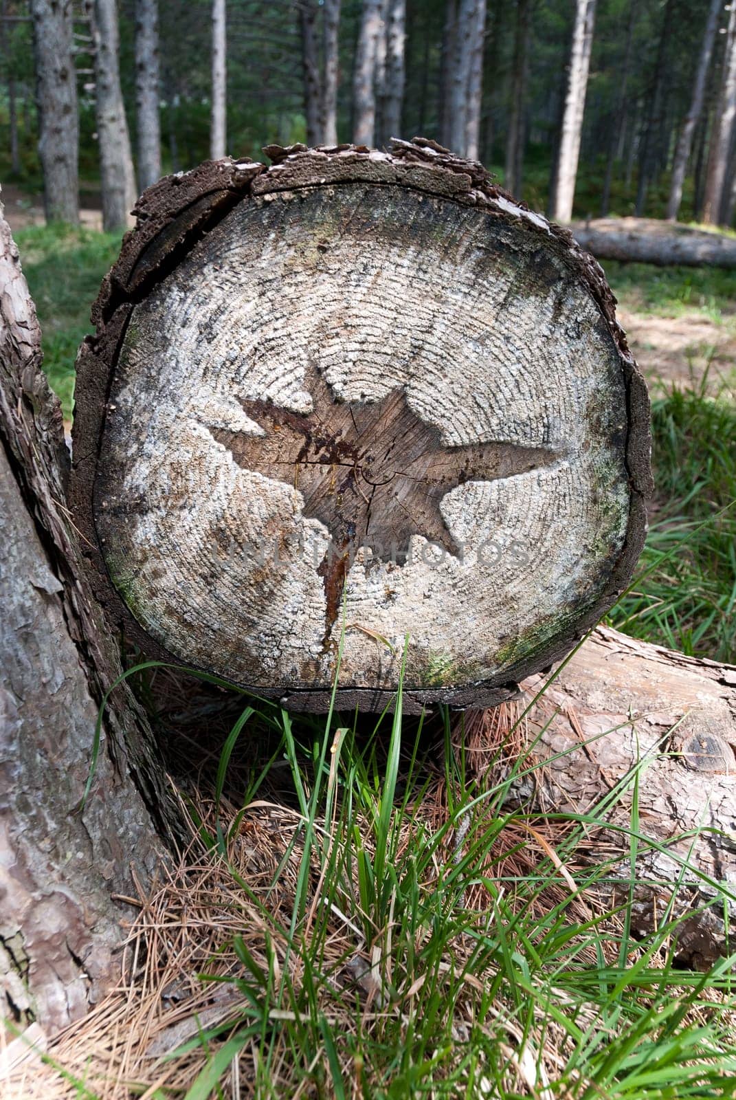 star shape its trunk down