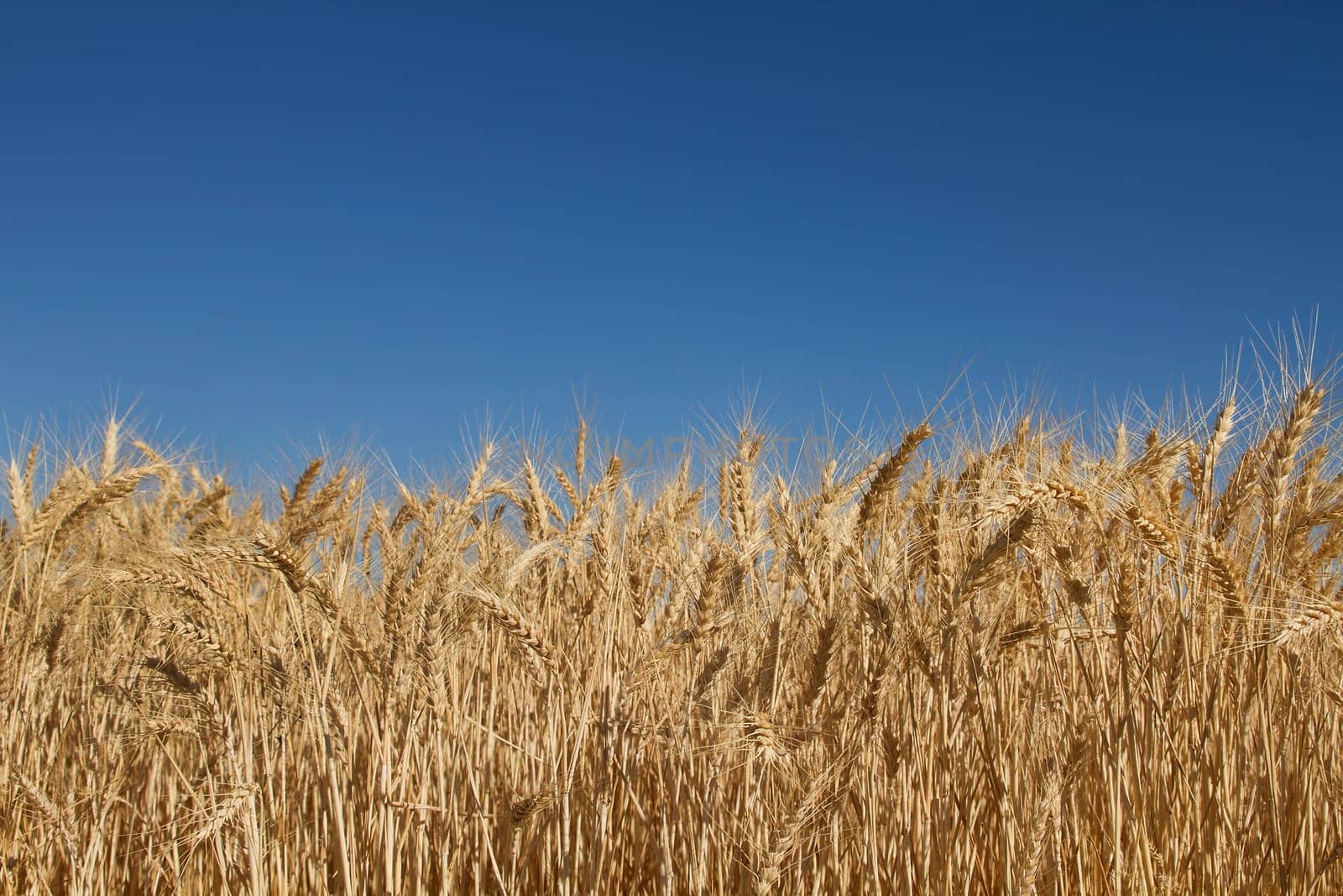Wheat Grass Farm Field Against Clear Blue Sky Background