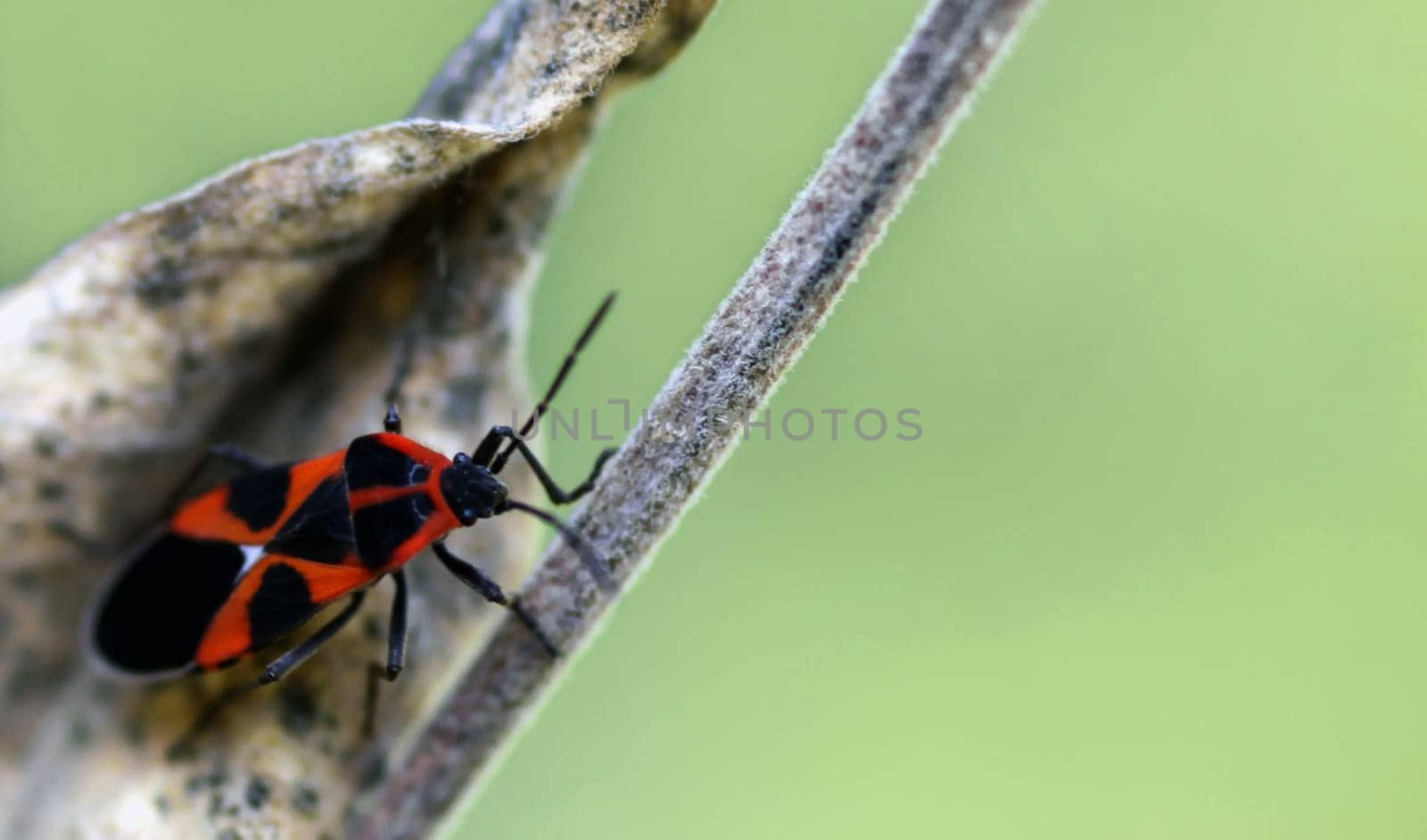 Tropidothorax leucopterus