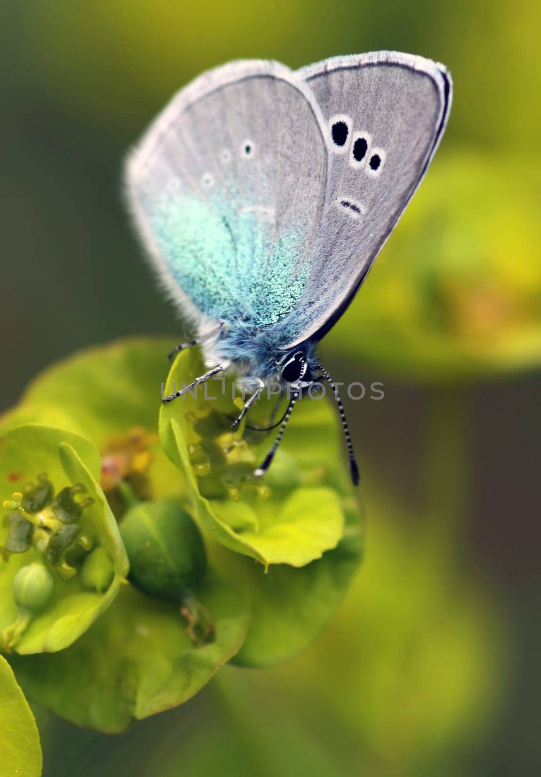Sky blue sweet clover
