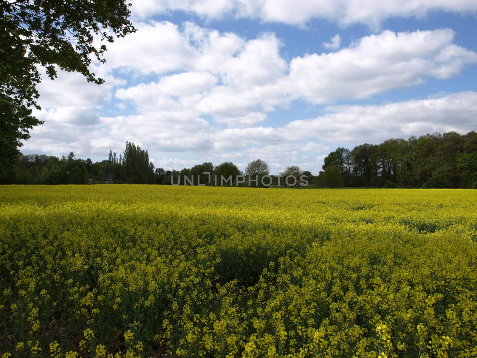 Rapeseed Field