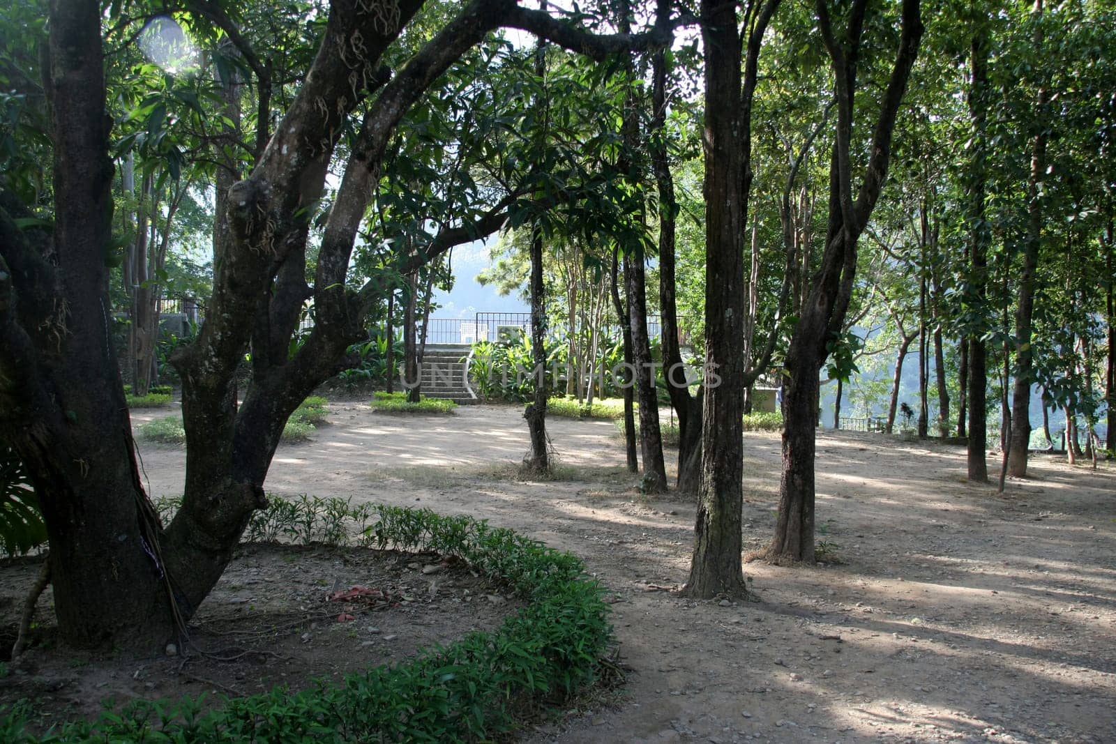 Shady, secluded and serene atmosphere with lofty green trees