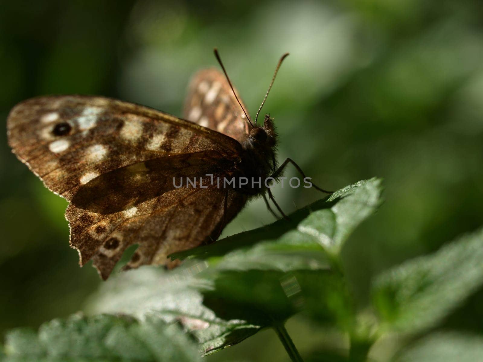 Speckled wood