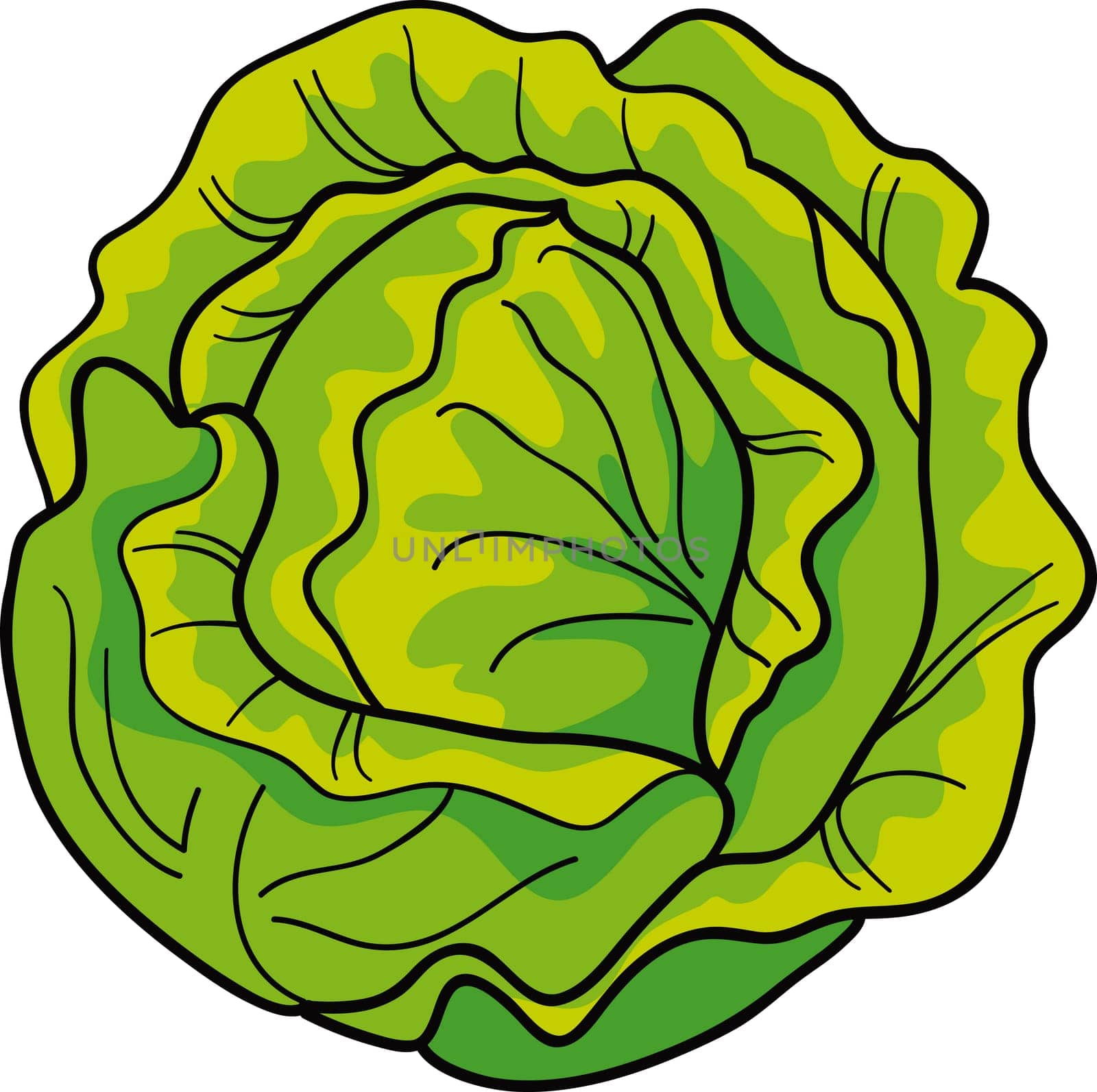 cartoon Illustration of green cabbage