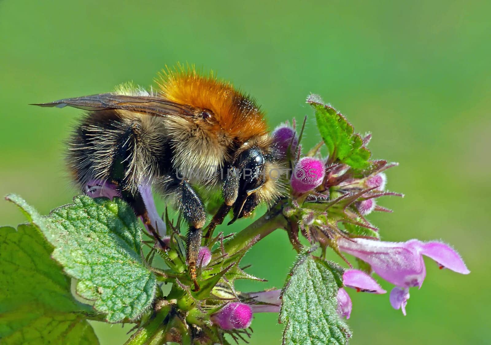 Bumblebee on dead nettle