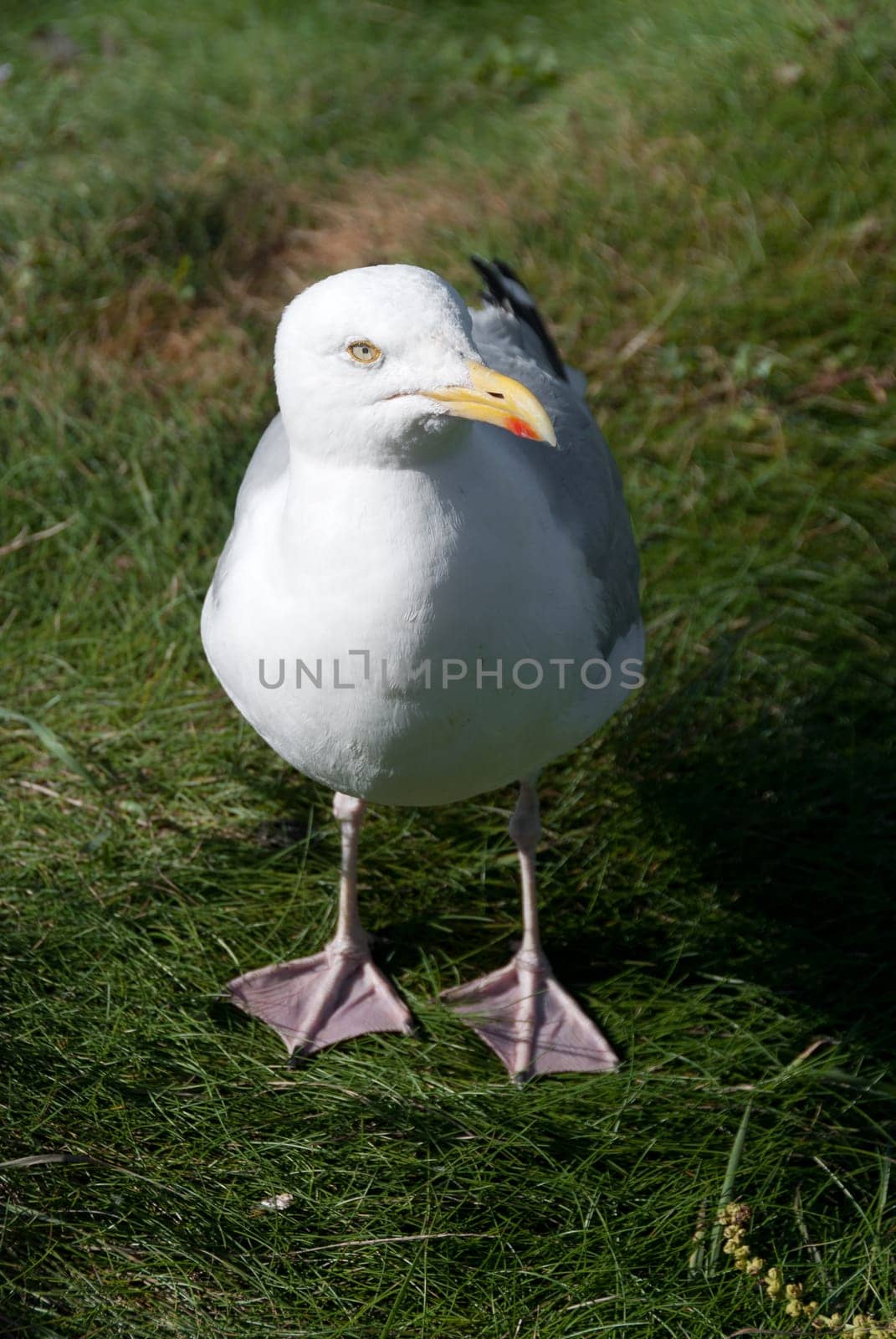 seagull in the foreground in port isaac in cornwall