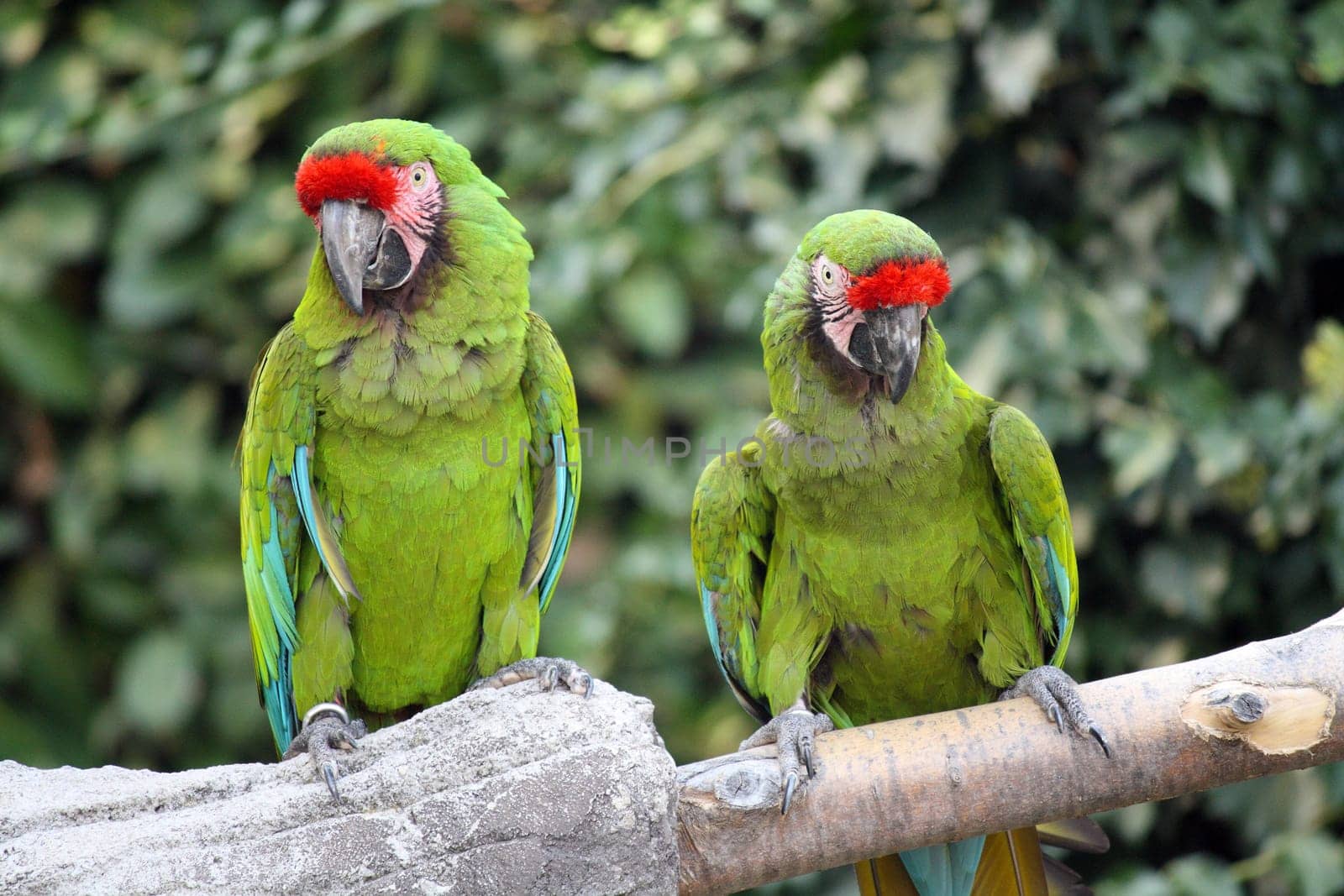 Two Military Macaws (Ara Militaris), large parrots, native to the forests of Mexico and South America