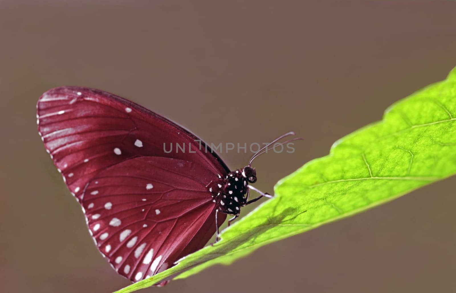 Euploea modesta
