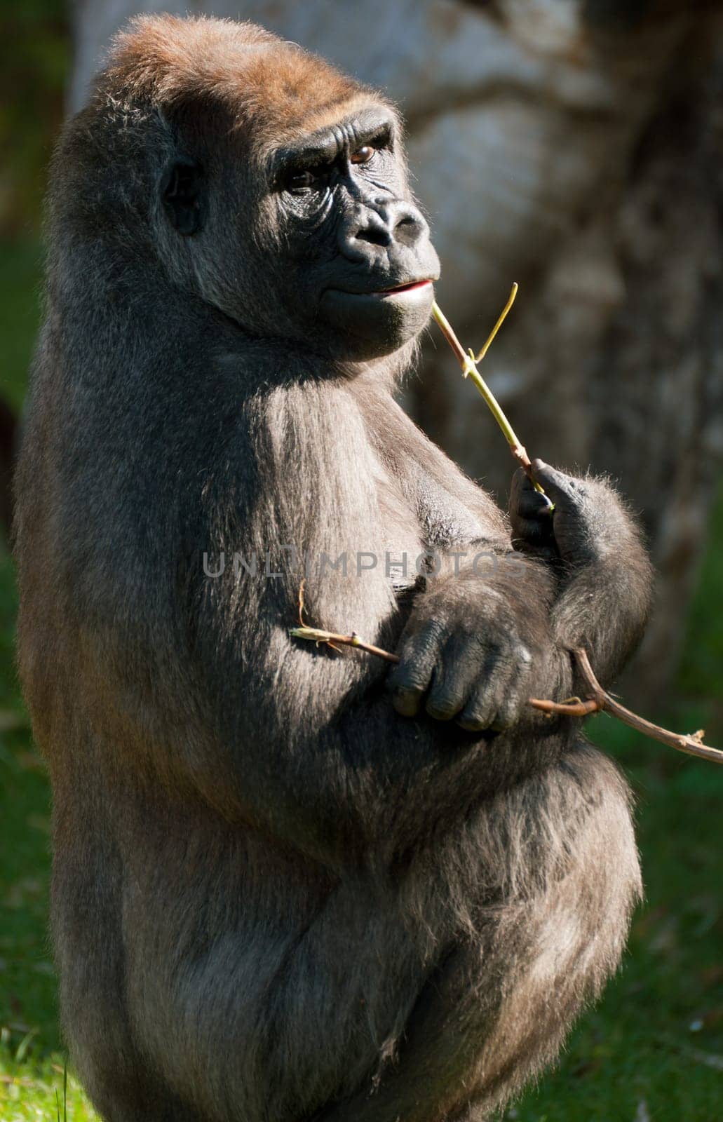 Staring Western Lowland Gorilla (Gorilla Gorilla Gorilla) Sitting in the Grass