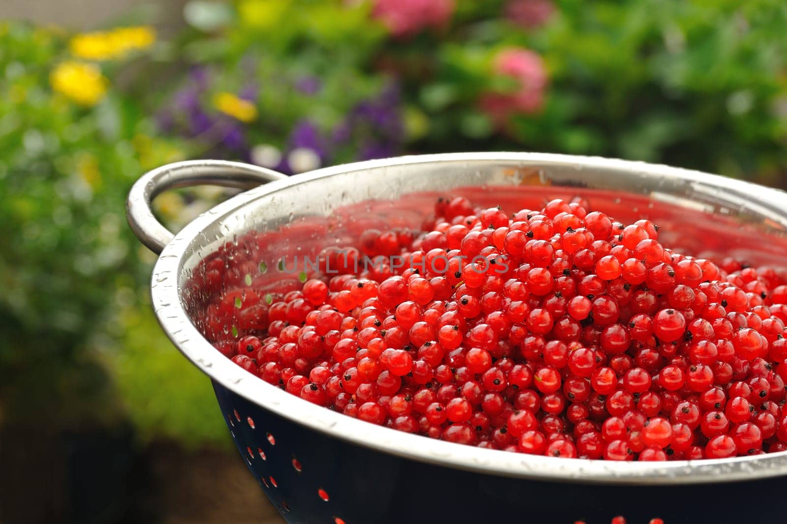 Fresh red currant berries with water drops in colander