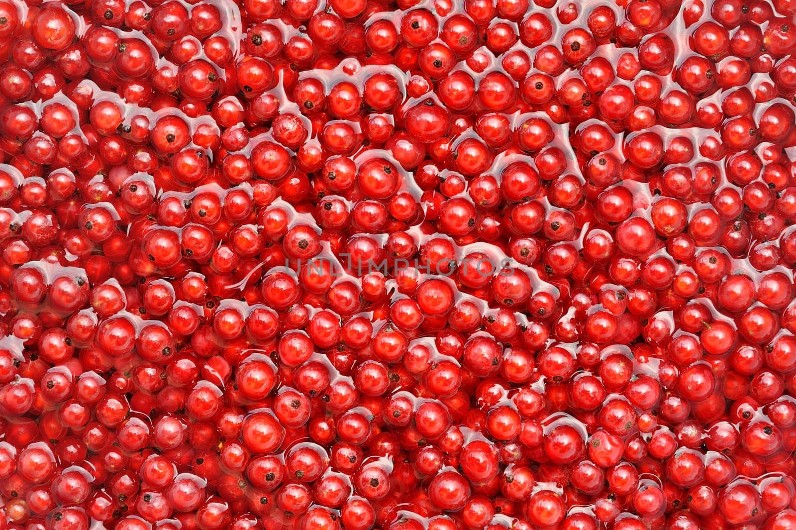 Fresh red currant berries in water - background