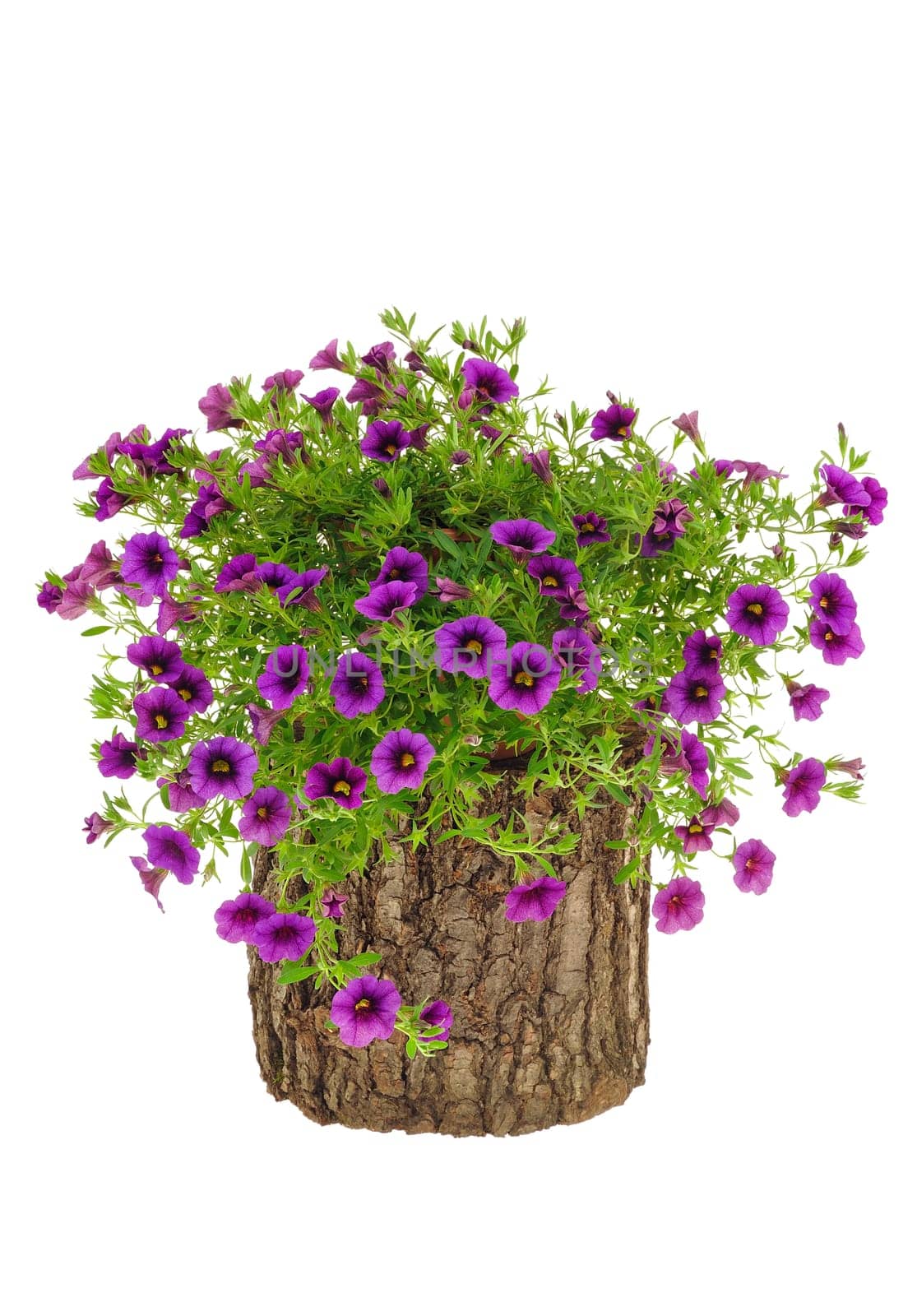 Petunia, Surfinia flowers on tree trunk over white background