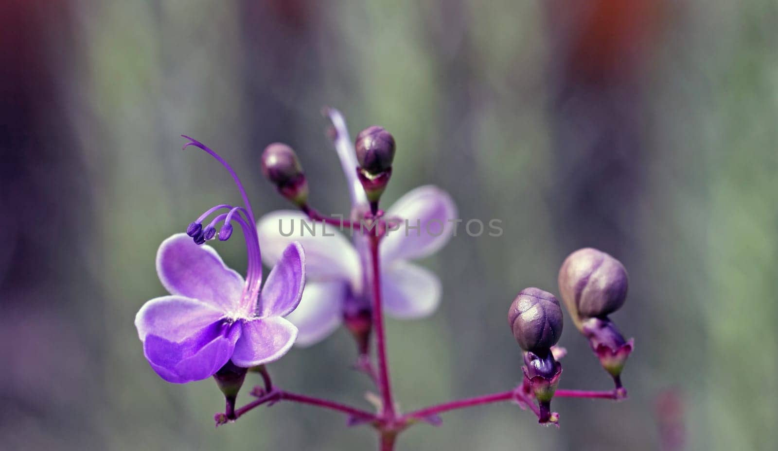 ... an African verbena plant