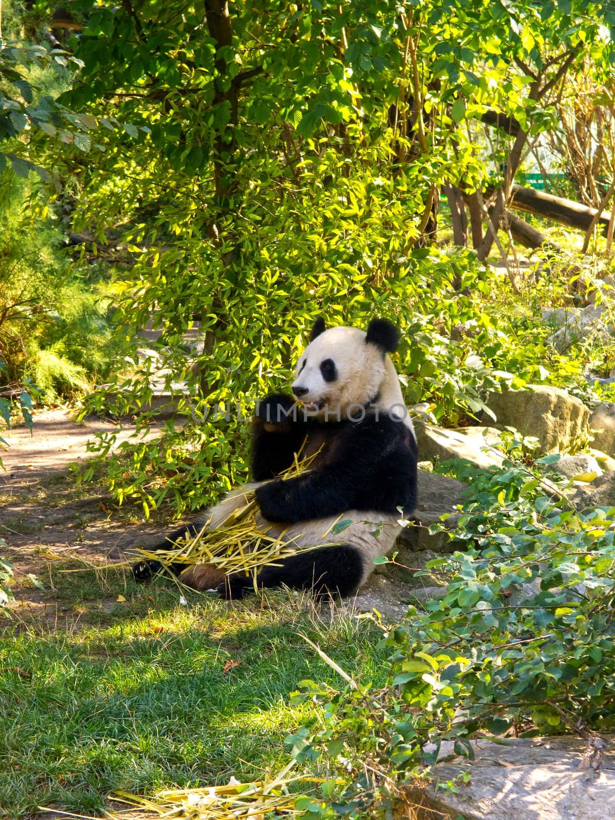 Panda,cuddly animal eating bamboo outdoors
