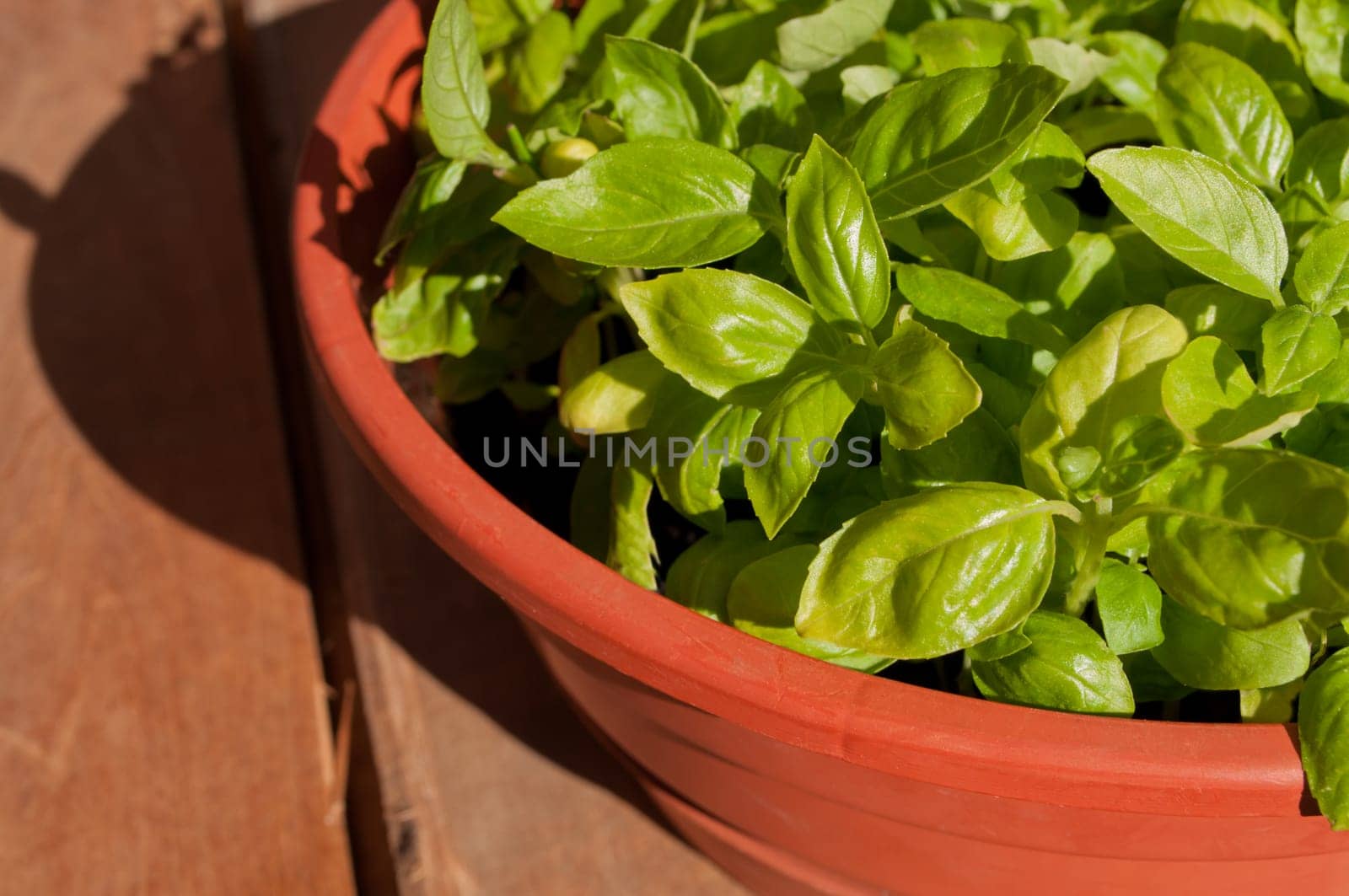 Fresh Basil in Pot on Wooden Table in the Sunlight