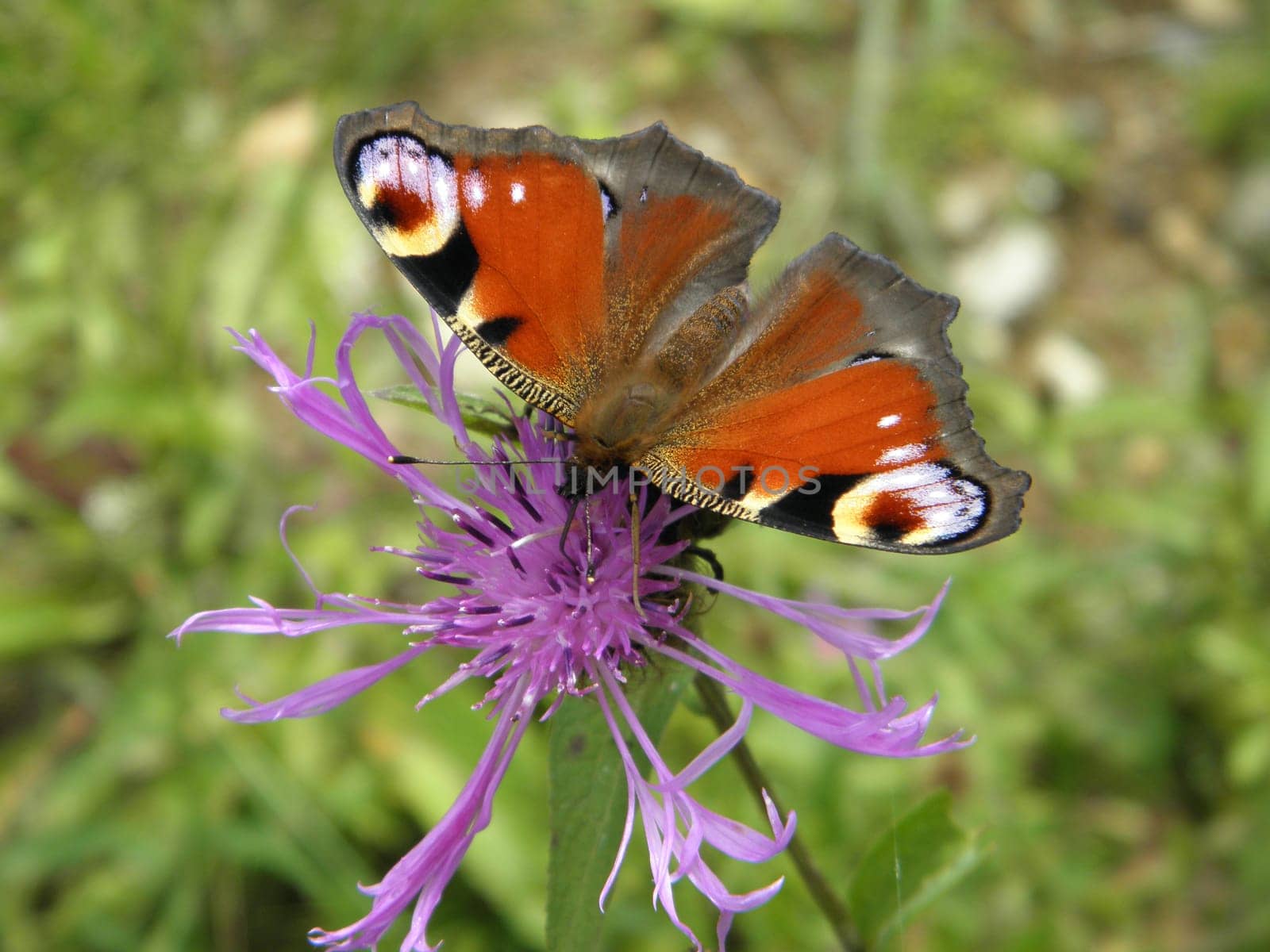 Peacock eye on summer flower