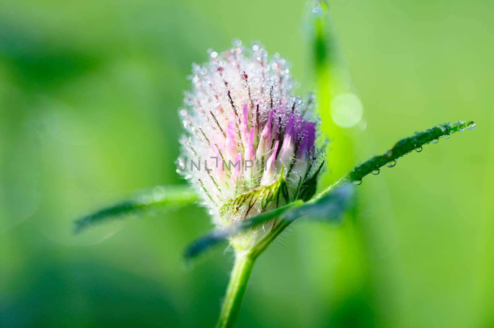 Clover - Trifolium - Clover Flower with Dewdrops