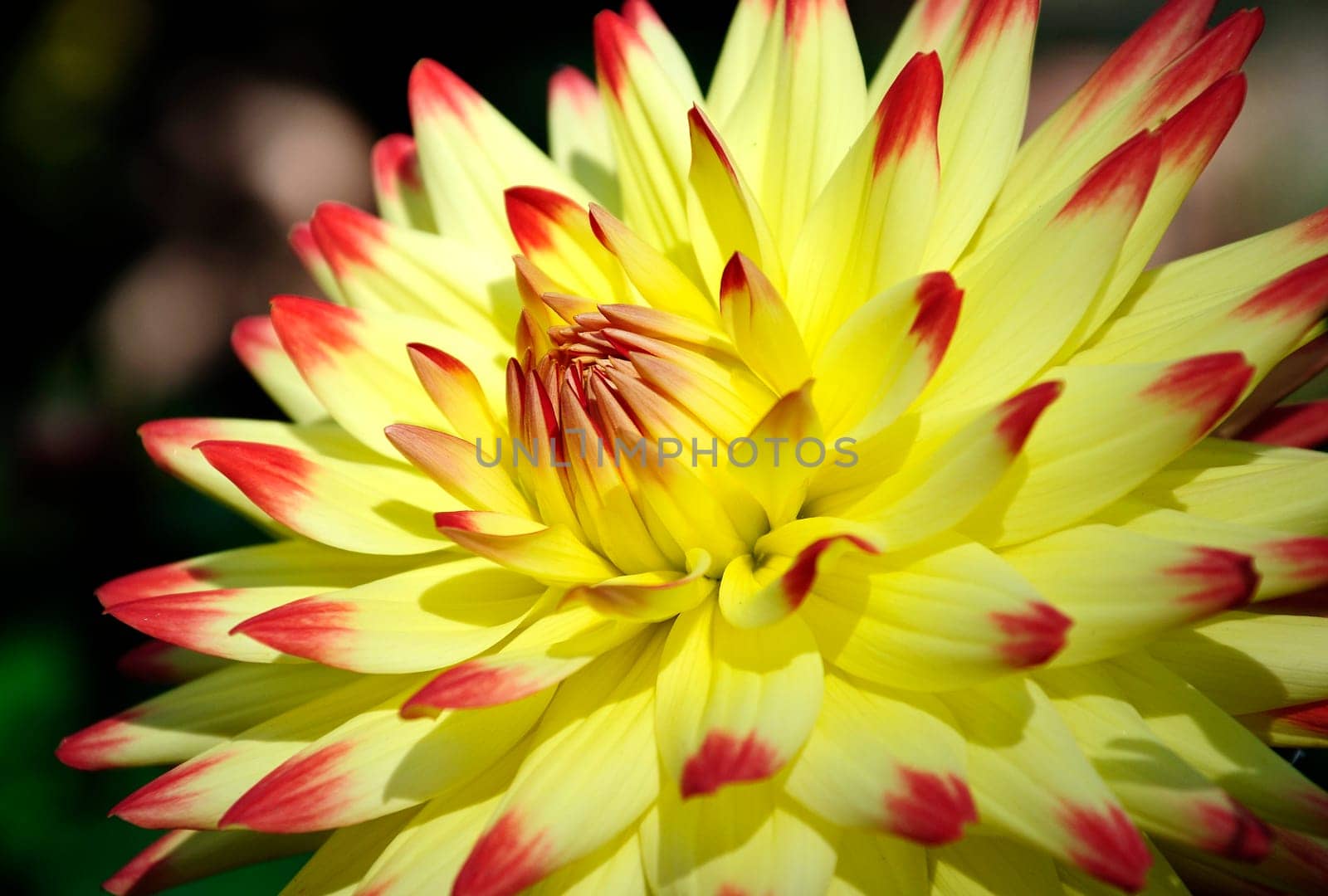 Dahlia - Dahlia - Shot from the flower